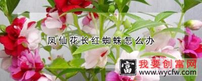 凤仙花长红蜘蛛怎么办