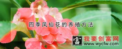 四季凤仙花的<a href=https://www.wycfw.com/e/tags/?tagid=63 target=_blank class=infotextkey><a href=https://www.wycfw.com/yangzhi/ target=_blank class=infotextkey>养殖</a></a>方法