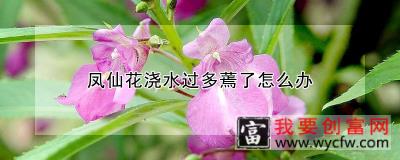 凤仙花浇水过多蔫了怎么办