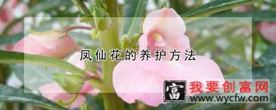 凤仙花的养护方法