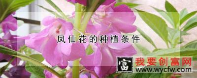 凤仙花的<a href=https://www.wycfw.com/zhongzhi/ target=_blank class=infotextkey>种植</a>条件