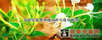 金银花盆景种植技术与栽培管理