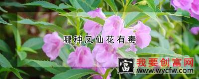 哪种凤仙花有毒