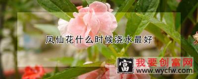 凤仙花什么时候浇水最好