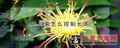 九月菊怎么控制长高