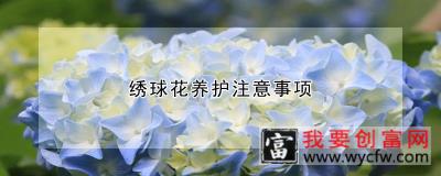 绣球花养护注意事项