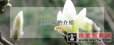 玉兰花的介绍