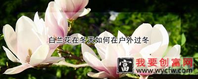 白兰花在冬天如何在户外过冬