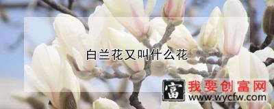 白兰花又叫什么花