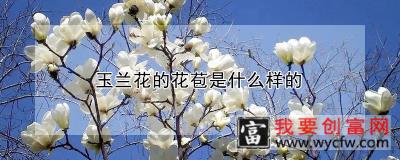 玉兰花的花苞是什么样的