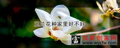 玉兰花种家里好不好