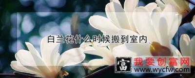 白兰花什么时候搬到室内