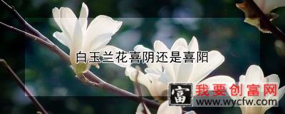 白玉兰花喜阴还是喜阳