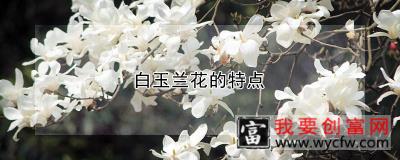 白玉兰花的特点