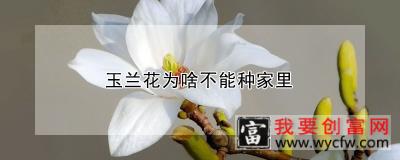 玉兰花为啥不能种家里