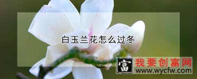 白玉兰花怎么过冬