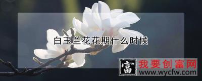 白玉兰花花期什么时候