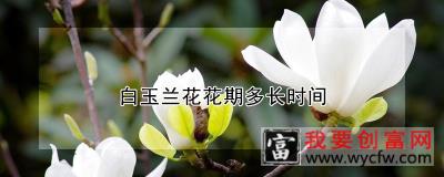 白玉兰花花期多长时间