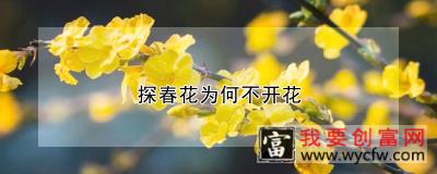 探春花为何不开花