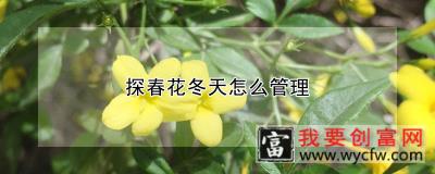 探春花冬天怎么管理