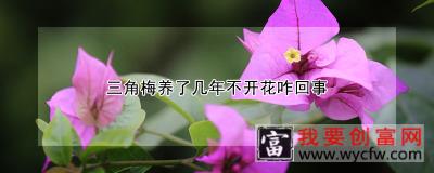 三角梅养了几年不开花咋回事