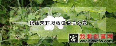 银丝茉莉爬藤植物怎么养