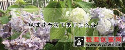 绣球花耷拉下来了怎么办