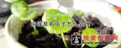 铜钱草有虫子怎么处理