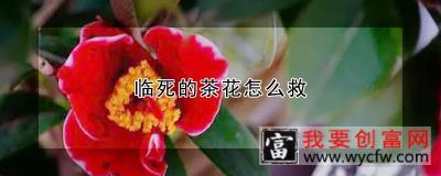 临死的茶花怎么救