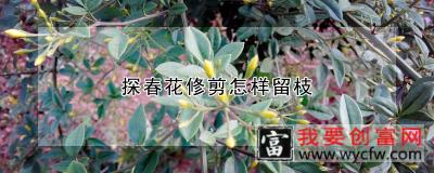 探春花修剪怎样留枝