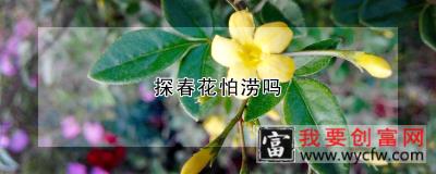 探春花怕涝吗