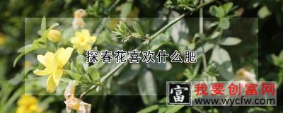 探春花喜欢什么肥