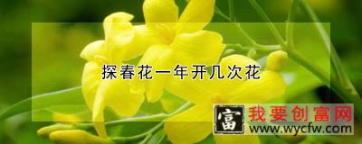 探春花一年开几次花