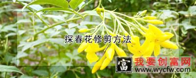 探春花修剪方法