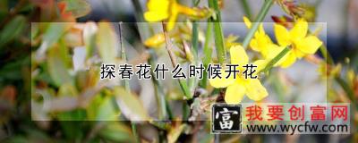 探春花什么时候开花