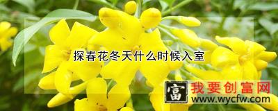 探春花冬天什么时候入室