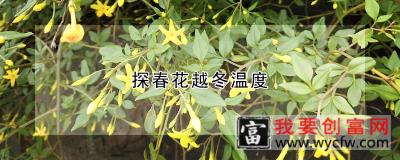 探春花越冬温度