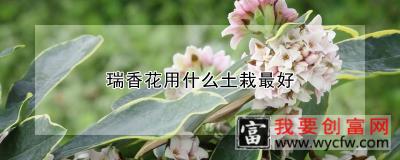 瑞香花用什么土栽最好