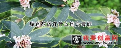 瑞香花放在什么地方最好