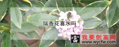 瑞香花喜水吗