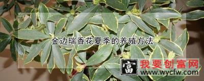 金边瑞香花夏季的<a href=https://www.wycfw.com/e/tags/?tagid=63 target=_blank class=infotextkey><a href=https://www.wycfw.com/yangzhi/ target=_blank class=infotextkey>养殖</a></a>方法