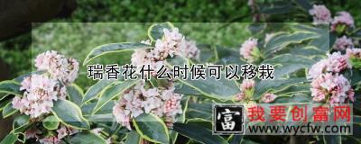 瑞香花什么时候可以移栽