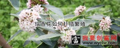 瑞香花如何扦插繁殖