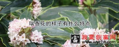 瑞香花的样子有什么特点