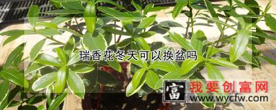 瑞香花冬天可以换盆吗