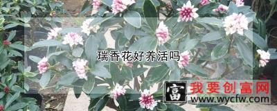 瑞香花好养活吗