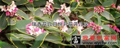 瑞香花几月份开花开几次