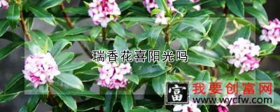 瑞香花喜阳光吗