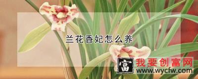 兰花香妃怎么养