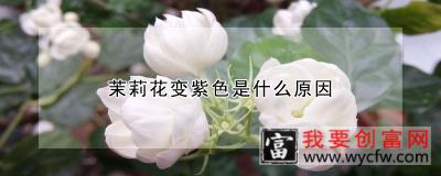 茉莉花变紫色是什么原因